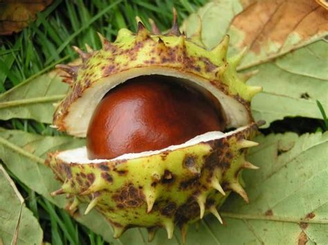 26 best Conkers images on Pinterest | Conkers, Autumn crafts and ...