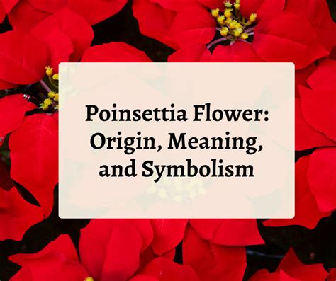 Poinsettia Flower: Origin, Meaning, and Symbolism - SnapBlooms Blogs