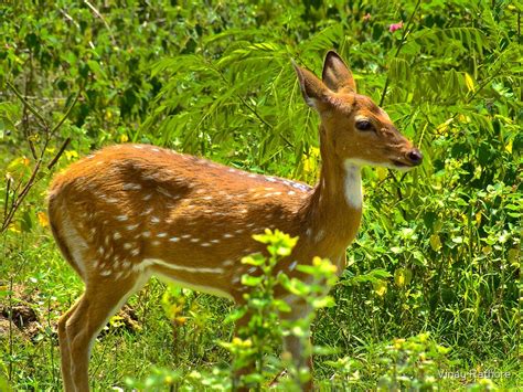 "Cheetal, the golden deer!" by Vinay Rathore | Redbubble