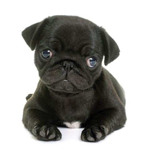 Cute Black Pug Puppy Card | I Love Pugs