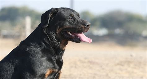 Rottweiler Lab Mix - A Complete Guide To The Labrottie Or Rottador Dog