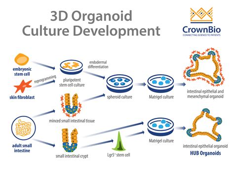 How Do HUB Organoids Differ from Other Organoid Cultures?