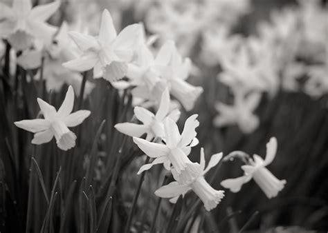 Daffodil rush bw | A gaggle of daffs rushing past me. OK, th… | Flickr