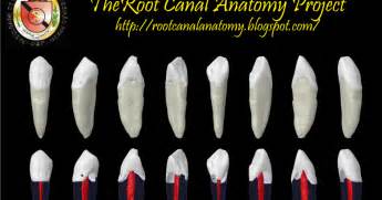 The Root Canal Anatomy Project: Mandibular Canine