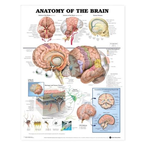 Second Life Marketplace - GEP - Medical Poster - Human Brain Anatomy (V2)