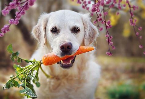 10 Healthy Fruits and Vegetables to Feed Your Dog