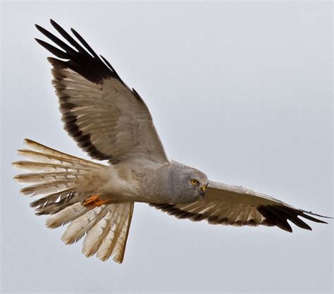 Hen Harrier - BirdWatch Ireland