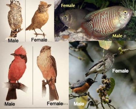 Polymorphism | Definition & Examples - Lesson | Study.com