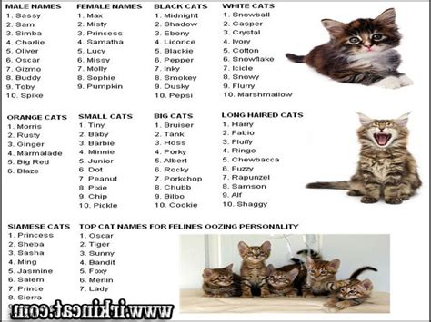 Top Names For Black Female Cats Tips! - irkincat.com : irkincat.com