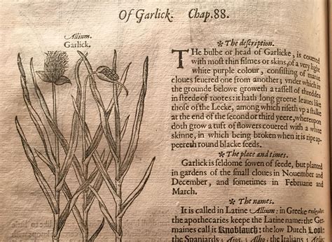 The History of Garlic: From Medicine to Marinara « Four Pounds Flour