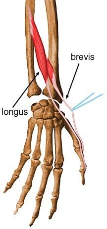 Abductor Pollicis Longus Origin And Insertion