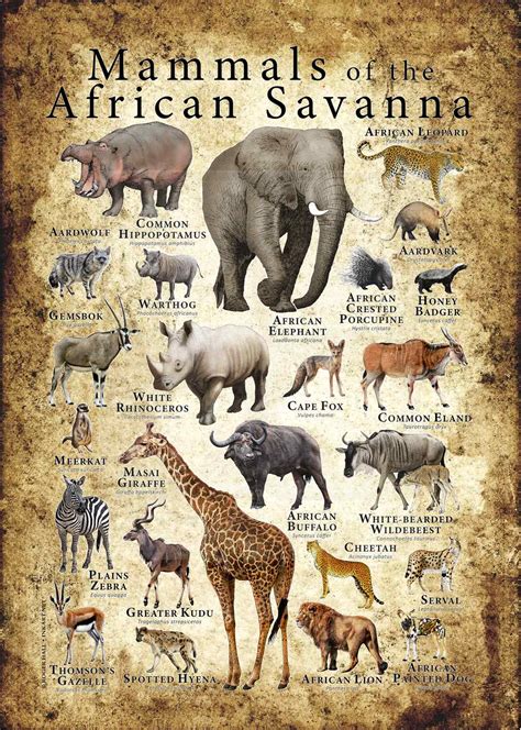 Mammals of the African Savanna Poster Print - inkart