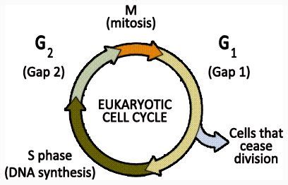 Image of eukaryotic cell cycle | Eukaryotic cell, Cell cycle, Mitosis