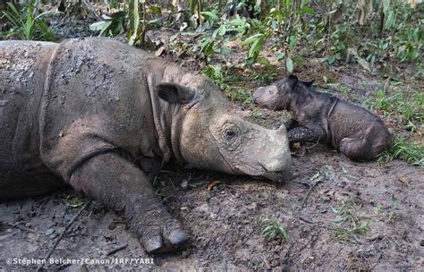 It's a Girl! Critically Endangered Sumatran Rhino Born at Sanctuary in ...