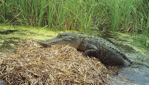 Forecast predicts dismal future for American alligator - UGA Research News