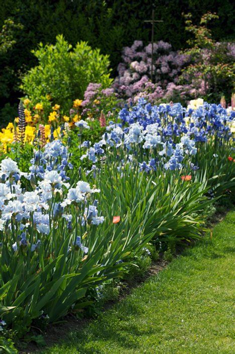 Irises are easy-to-grow perennials with flowers in nearly every color ...