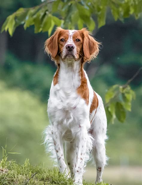 Spaniel bretón: características, precio, enfermedades