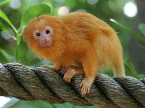 Golden Lion Tamarin: Adorable Monkeys Of Sunshine | Golden lion tamarin, Animal photography ...