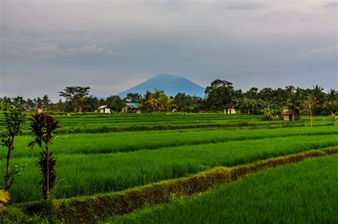 A Walk In Ubud’s Rice Terraces | Terry Treks