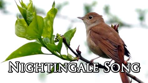 Nightingale Song - YouTube