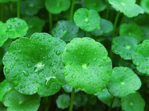 Gotu Kola Benefits for Skin: How to Use, Where to Buy - Simple Pure Beauty