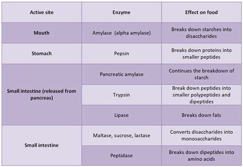 PDF] The Breakdown On Digestive Enzymes Semantic Scholar, 48% OFF