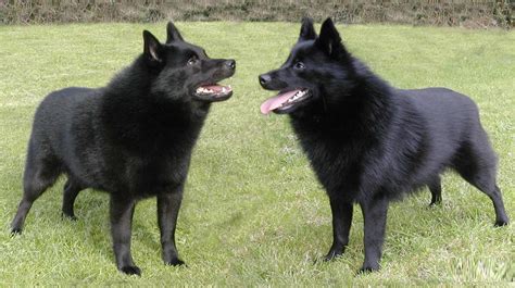 Schipperke Dog Breed - Pictures, Information, Temperament, Characteristics | Animals Breeds