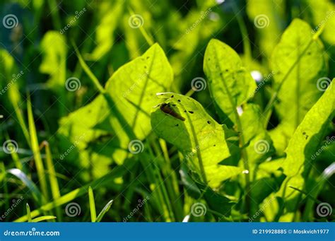 A Small Slug Eats a Leaf of Grass Stock Image - Image of spiral, grass ...