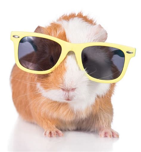 Cool Guinea Pig Names - Awesome Ideas For Naming Your Piggies