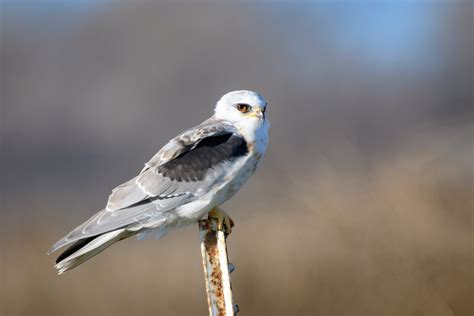 White-tailed Kite | Audubon Field Guide