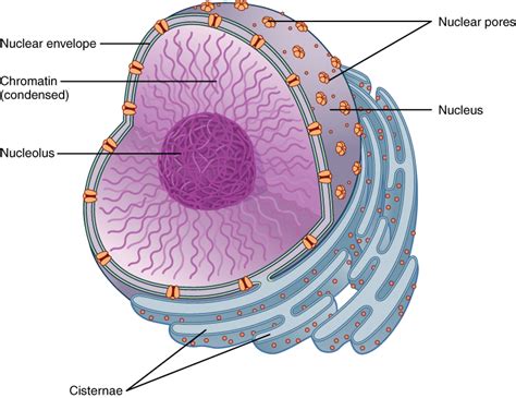 Nuclear membrane - Simple English Wikipedia, the free encyclopedia