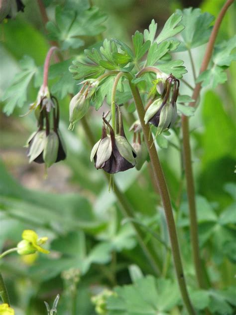 Chocolate Soldier Care - Growing Chocolate Soldier Green Columbine Plants