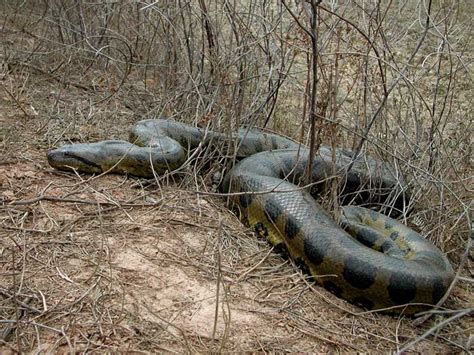 Amazing Green Anaconda - Giant Anaconda Facts, Photos, Information, Habitats, News | Most ...