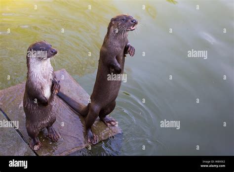 european otter swimming, eating and playing Stock Photo - Alamy