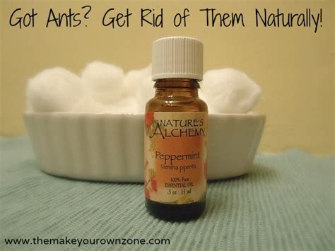 5 Natural Ways To Get Rid Of Ants In The House