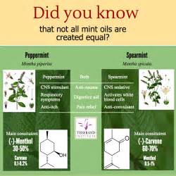 Not All Mints Are Created Equal - Did you Know? - Tisserand Institute