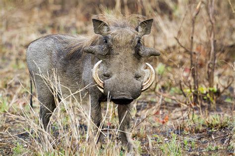 Facts About Warthogs | Live Science