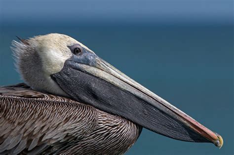 Wallpaper : birds, portrait, sea, water, wildlife, Canon, USA, pier ...