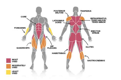 Deadlift Muscles Worked | What Muscles Deadlifts Work | Bulk