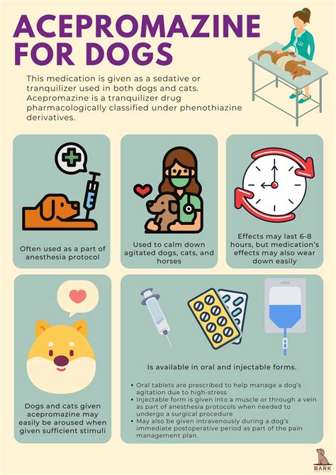 Everything You Need To Know About Acepromazine For Dogs | Bark For More