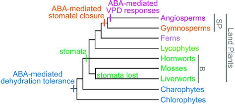 The gradualistic model for the evolution of abscisic acid... | Download Scientific Diagram