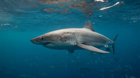 Shark Attack Footage: Deadly Incident in Sydney, Australia » Explorersweb