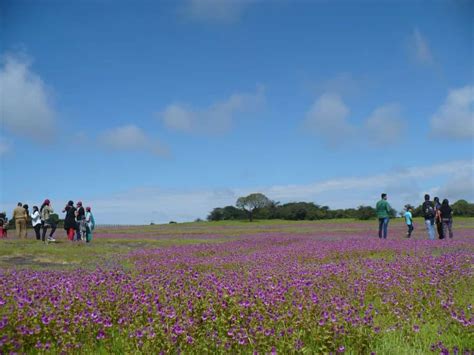 Reasons to visit Kaas Plateau – Hitchhikers.in