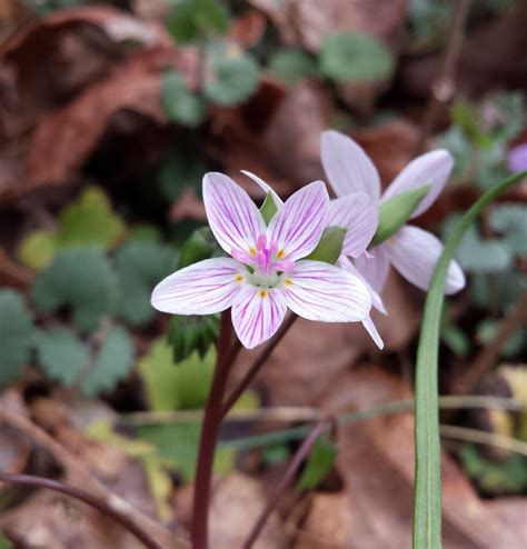 Wildflowers of the Smokies - Blount Tourism