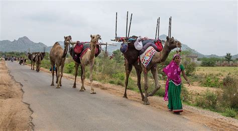 Greener pastures: How Indian pastoralists are being aided to return to ...