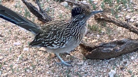 Greater Roadrunner building nest - YouTube