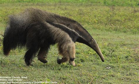 7 Do-Not-Miss Animals in the Wild Cerrado — Destination: Wildlife™