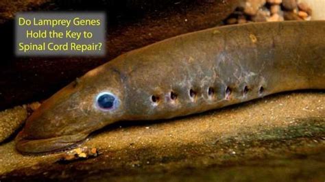 Ancient Fish Genes May Hold Key to Spinal Cord Repair | Technology Networks