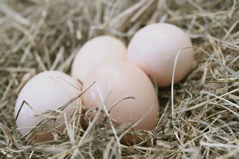 Kornerstone Farms: Barred Rock Hens are Laying!