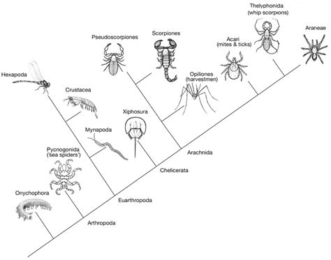 Chelicerate relationships in the context of the greater arthropod ...